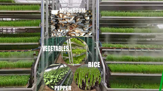 Upward Circulating Rice Seedlings Cultivating Machine For 20 Acres Transplanting