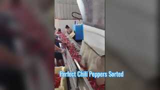 Chill belt-type sorter