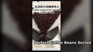 Color sorter sorting roasted coffee beans