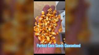 32-channel corn seed color sorter