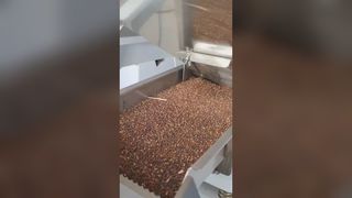 Radish seed color sorter