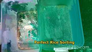 one-chute-rice-sorting
