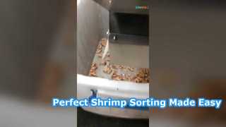 Fresh Shrimp Sorting
