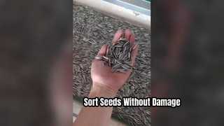 Sunflower Seed Crawler Color Sorter